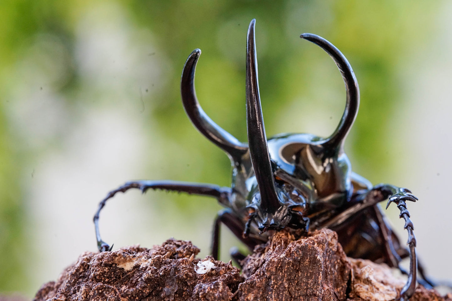 LARVAE: Three-horned beetle (Chalcosoma chiron)