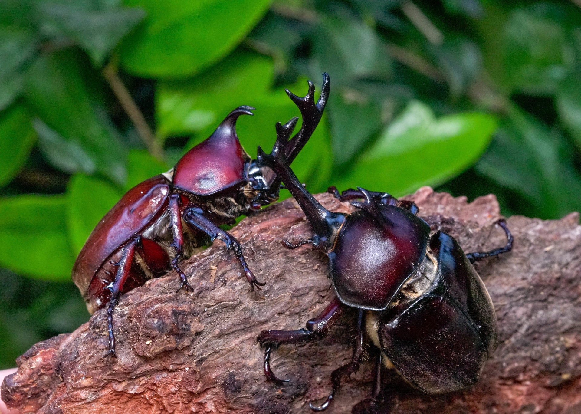 japanese fighting beetle