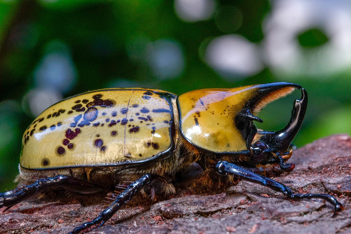 LARVAE: Eastern Hercules beetle (Dynastes tityus)