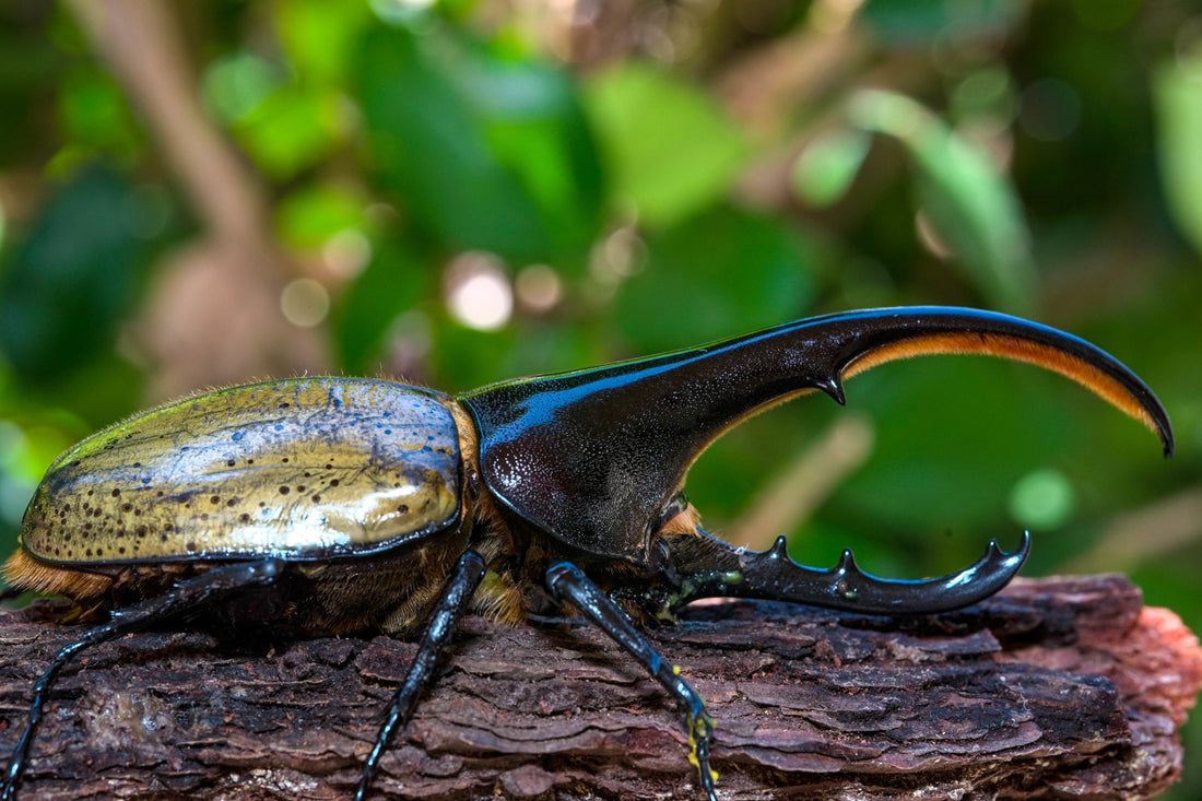 Dynastes Hercules for sale David's Beetles