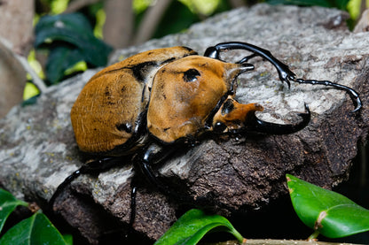 LARVAE: Elephant beetle (Megasoma elephas)