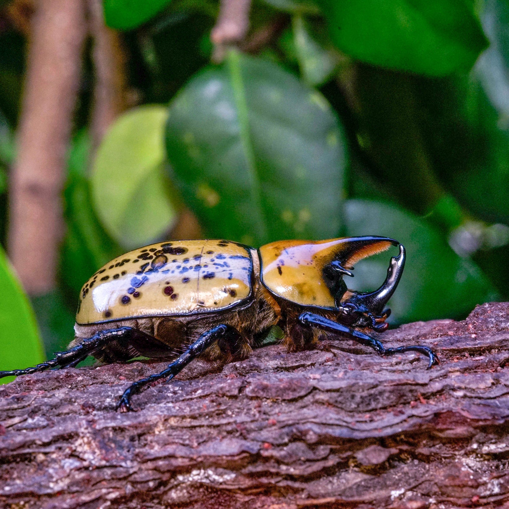 Eastern Hercules beetle for sale David's Beetles