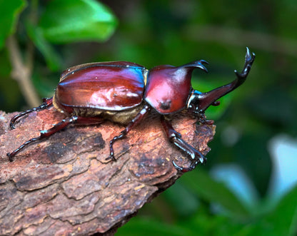 ADULTS: Japanese Rhino Beetle (Trypoxylus dichotoma)