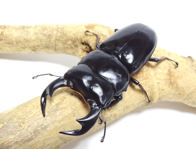 LARVAE: Antaeus stag beetle (Dorcus antaeus antaeus)