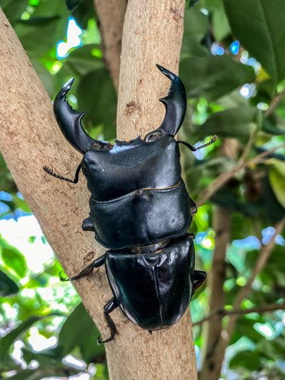 ADULTS: Dorcus titanus (Dorcus titanus yasuokai)