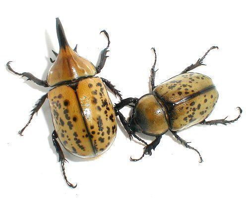 ADULTS: Eastern Hercules beetle (Dynastes tityus)