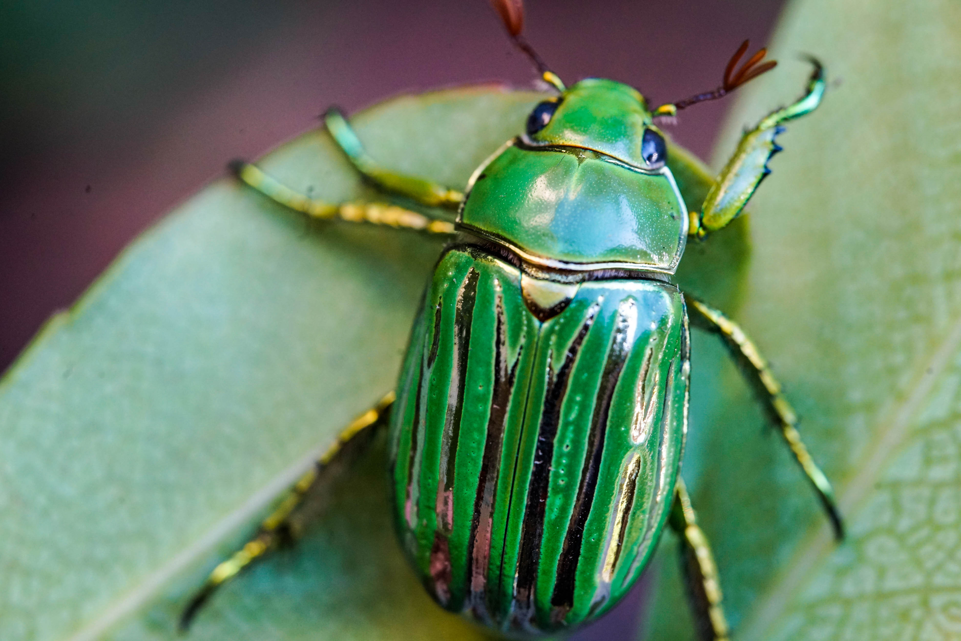 Real Framed Beetle Green Silver newest Chrysina gloriosa