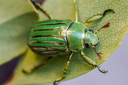 LARVAE: Glorious jewel beetle  (Chrysina gloriosa)