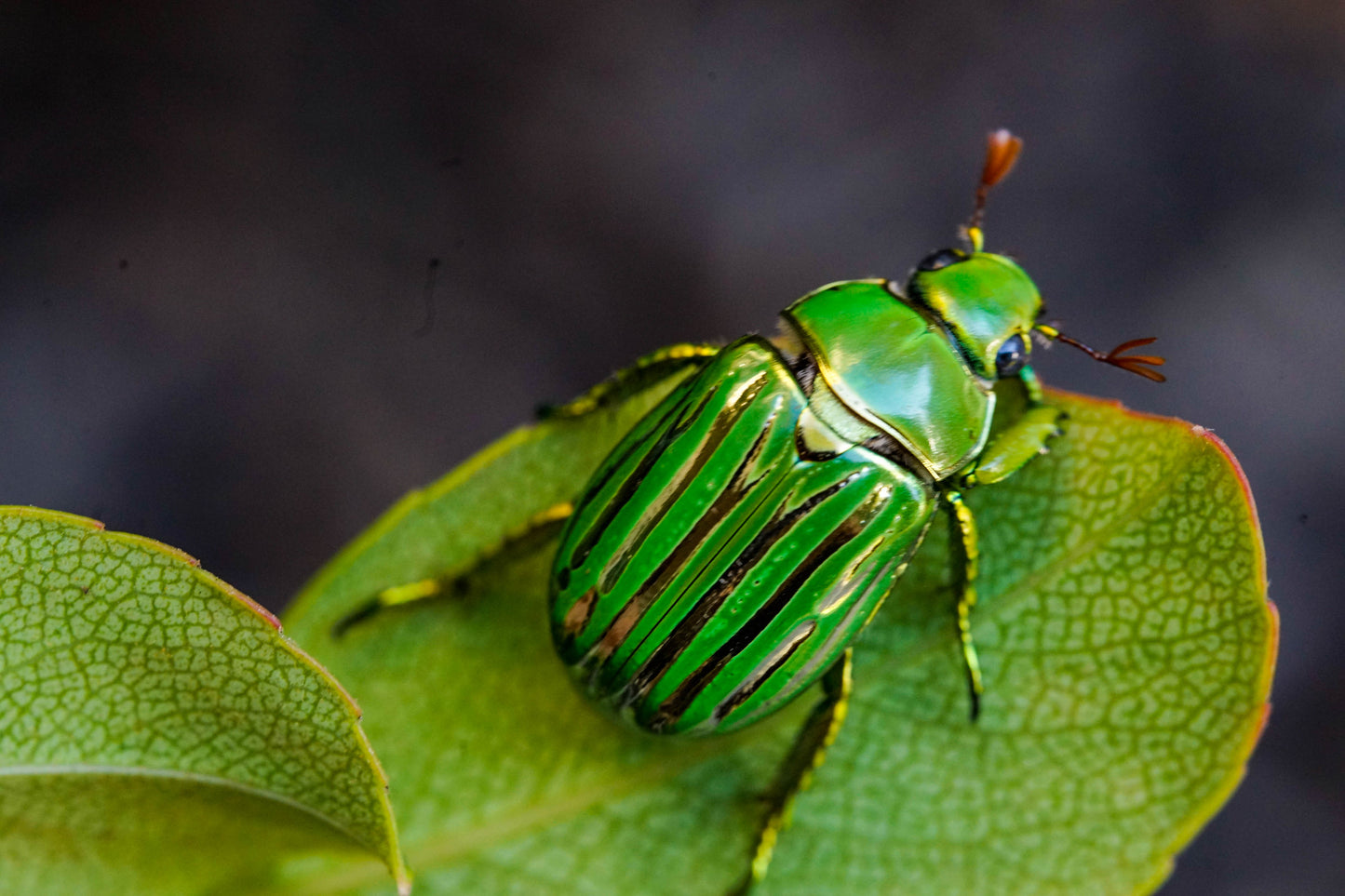 LARVAE: Glorious jewel beetle  (Chrysina gloriosa)