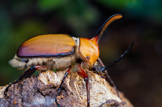 ADULTS: Aegeon beetle  (Golofa aegeon)