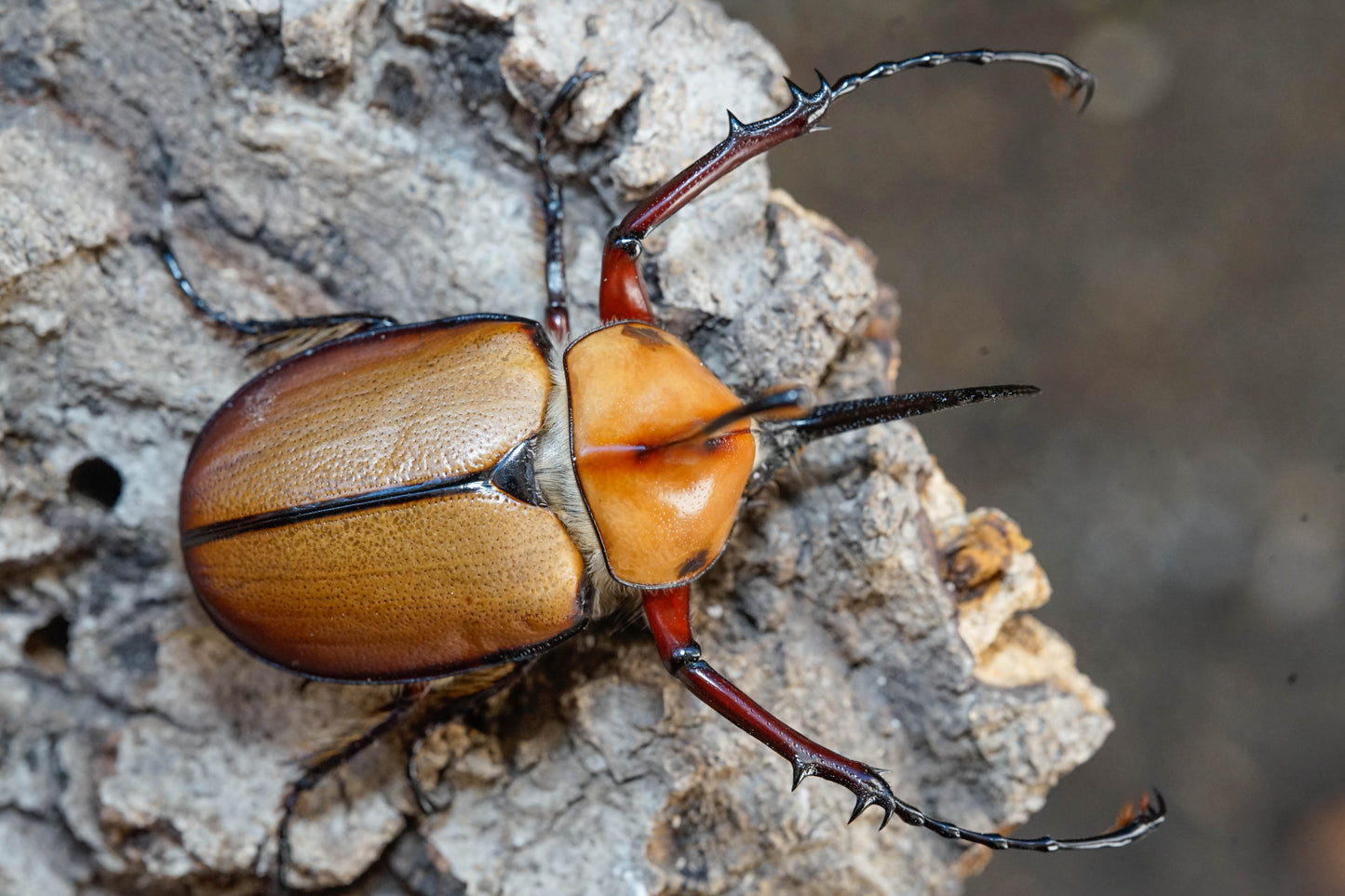 LARVAE: Aegeon beetle (Golofa aegeon)