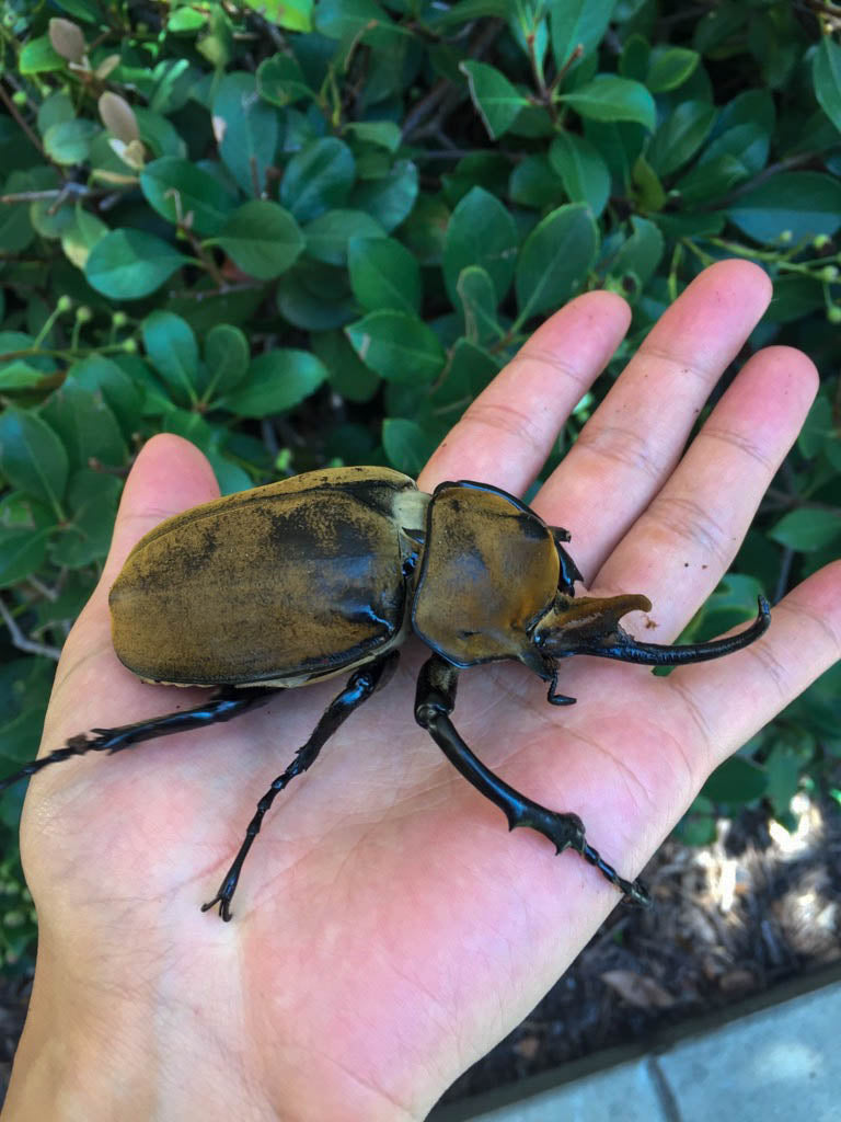 LARVAE: Elephant beetle (Megasoma elephas)