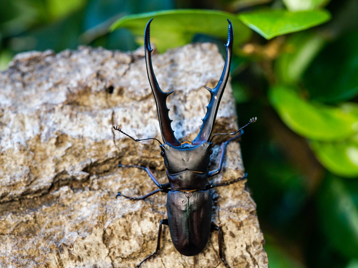 LARVAE: Purple Metallic stag beetle (Cyclommatus metallifer)