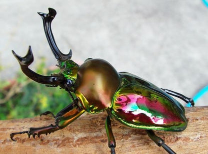 LARVAE: Rainbow stag beetle  (Phalacrognathus muelleri)