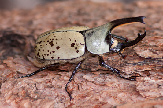 ADULTS: Western Hercules beetle (Dynastes grantii)