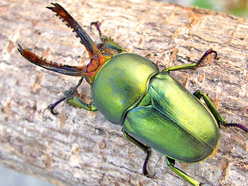 LARVAE: Jewel stag beetle  (Lamprima adolphinae)