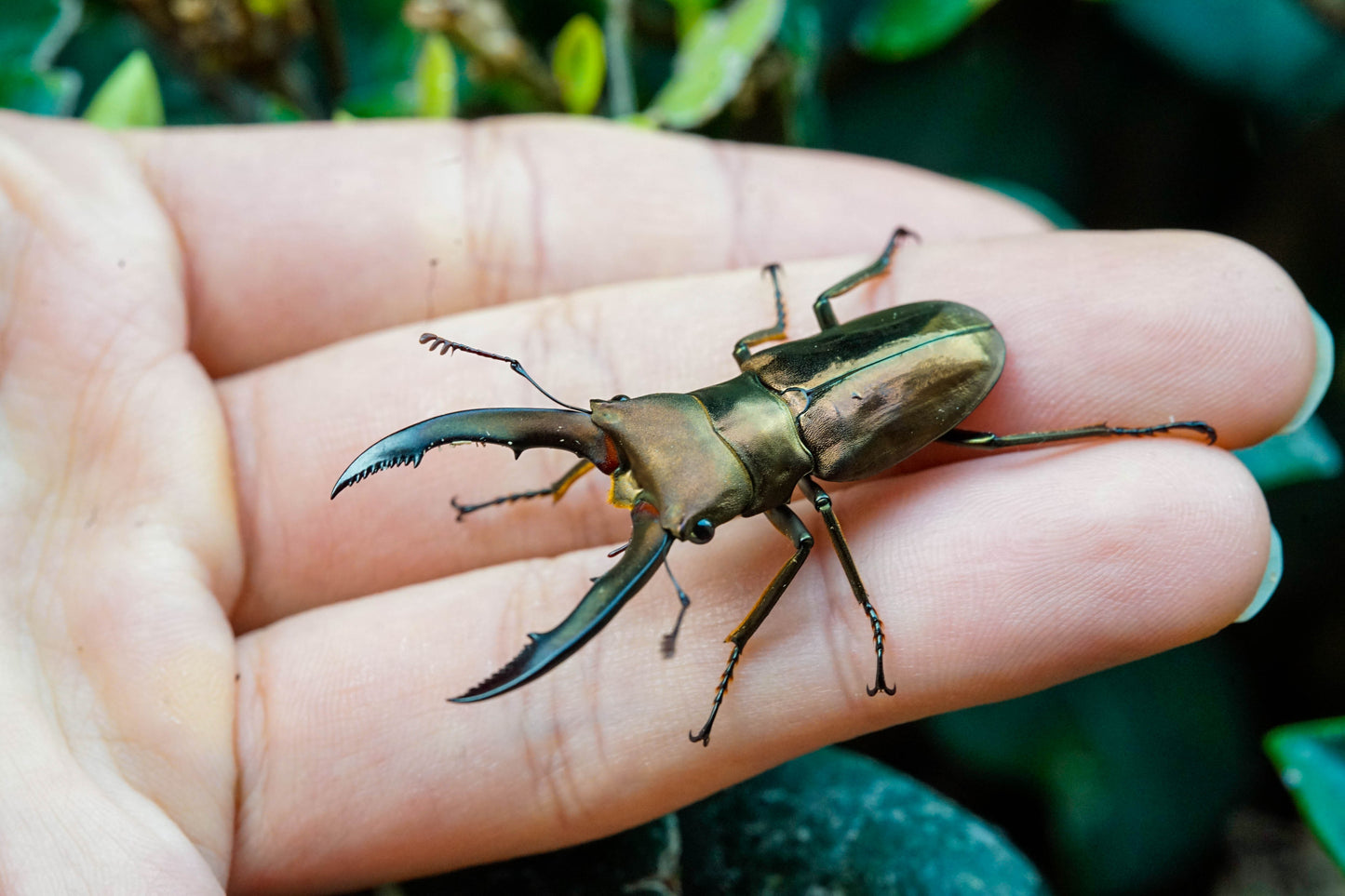 ADULTS: Metallic stag beetle  (Cyclommatus metallifer)